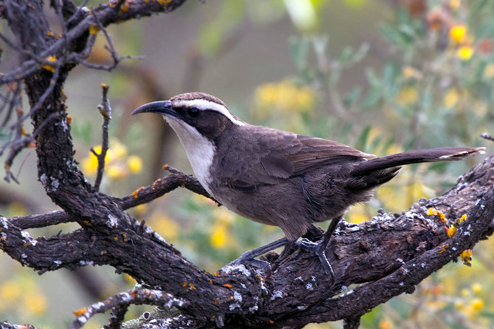 White-browed Babbler (Pomatostomus superciliosus)